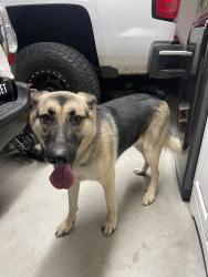 Found/Stray Female Dog last seen Soboba Road, near Backyard Paintball Park, San Jacinto, CA 92583