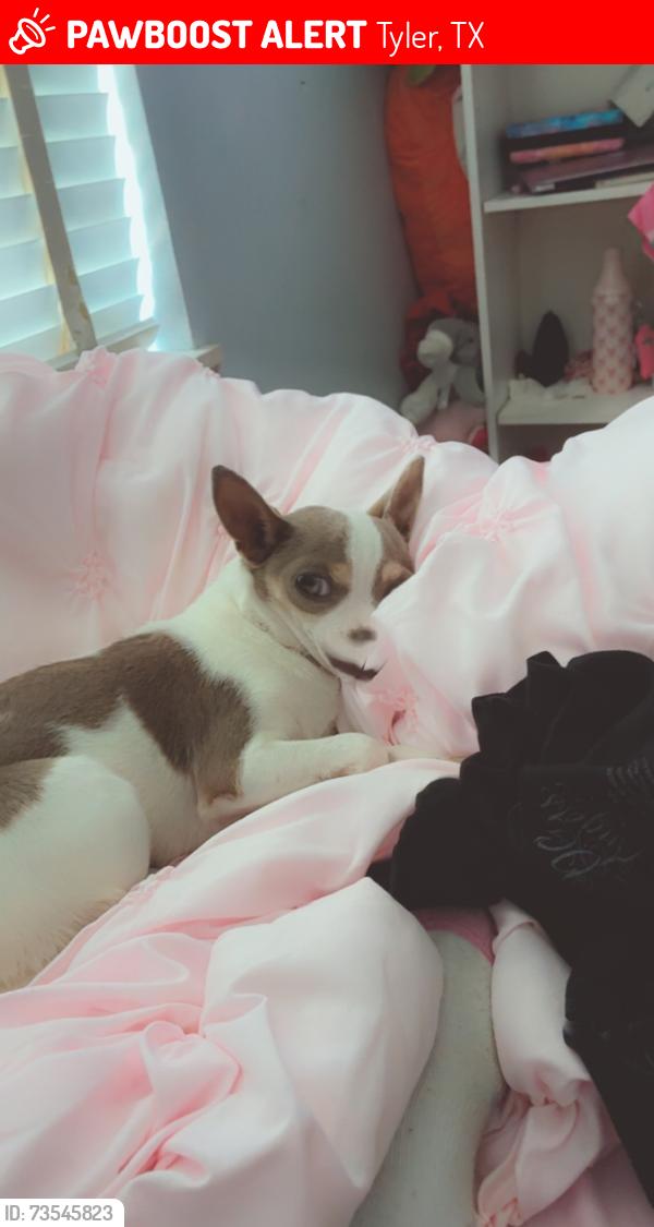 Lost Female Dog last seen Moorehill and Devine, Tyler, TX 75701