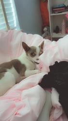 Lost Female Dog last seen Moorehill and Devine, Tyler, TX 75701