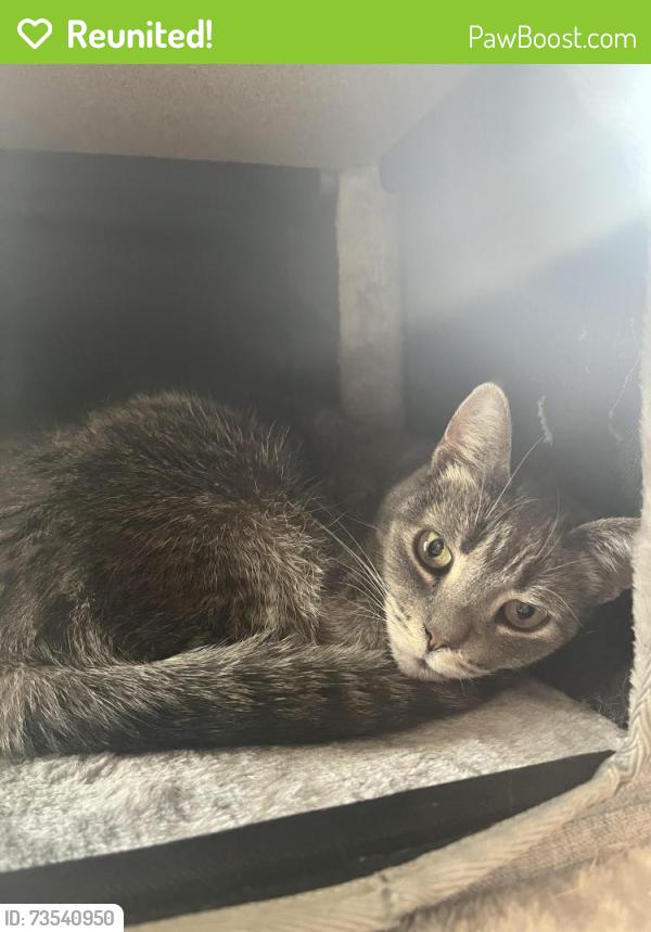 Reunited Female Cat last seen East River Drive and Lebrun, Allouez, WI 54301