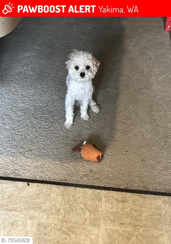 Lost Male Dog last seen Tieton / Chestnut, Yakima, WA 98902
