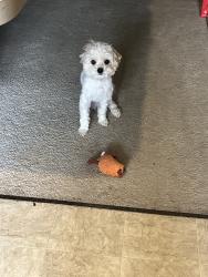 Lost Male Dog last seen Tieton / Chestnut, Yakima, WA 98902