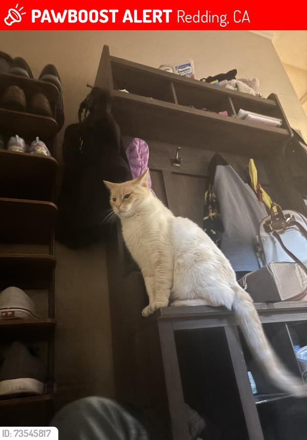 Lost Male Cat last seen Near Palatine CT, Redding, CA 96001