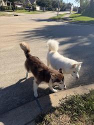 Lost Unknown Dog last seen Mabel Pond in Mission Sierra Subdivision, Richmond, TX 77407