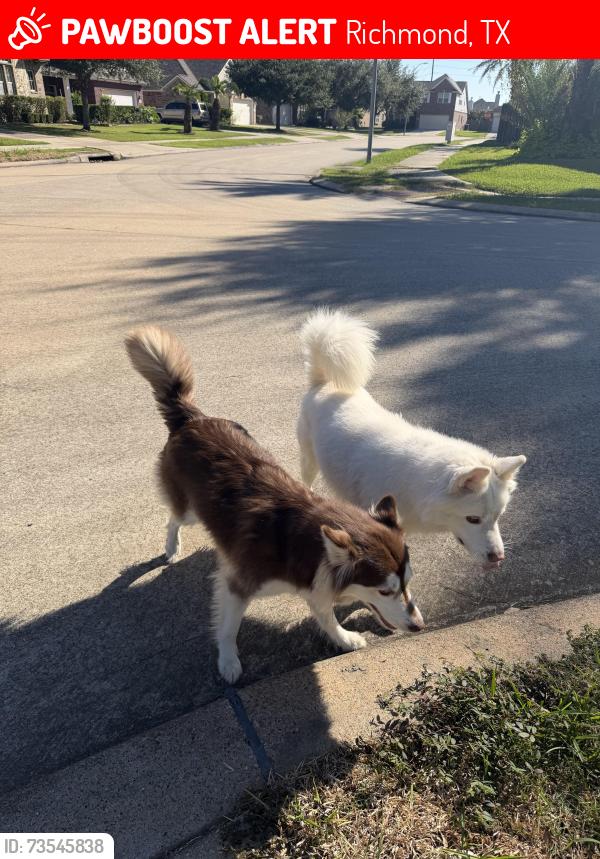 Lost Unknown Dog last seen Mabel Pond in Mission Sierra Subdivision, Richmond, TX 77407