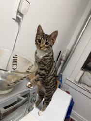 Lost Male Cat last seen 43rd street 31-62, Queens, NY 11101