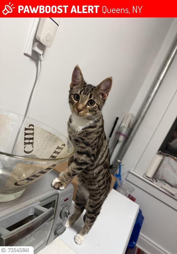 Lost Male Cat last seen 43rd street 31-62, Queens, NY 11101