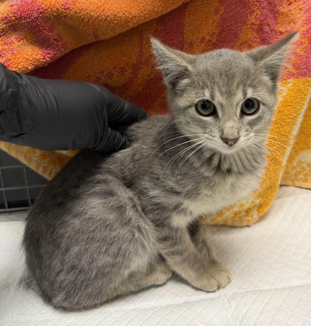 Shelter Stray Female Cat last seen Near Saint Andrews Avenue, San Diego, CA, 92154, 5500 Gaines St, San Diego, CA 92110, USA