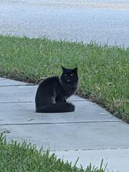 Found/Stray Unknown Cat last seen Anderson Rd and Gunn Hwy, Tampa, FL 33625