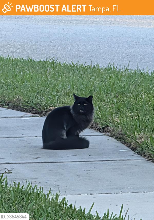 Found/Stray Unknown Cat last seen Anderson Rd and Gunn Hwy, Tampa, FL 33625
