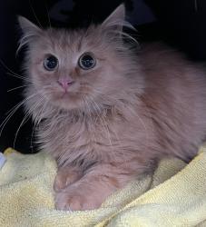 Shelter Stray Unknown Cat last seen Little Cub Creek Rd & caynon creek rd, Evergreen, CO, 80439, 580 McIntyre St, Golden, CO 80401, USA