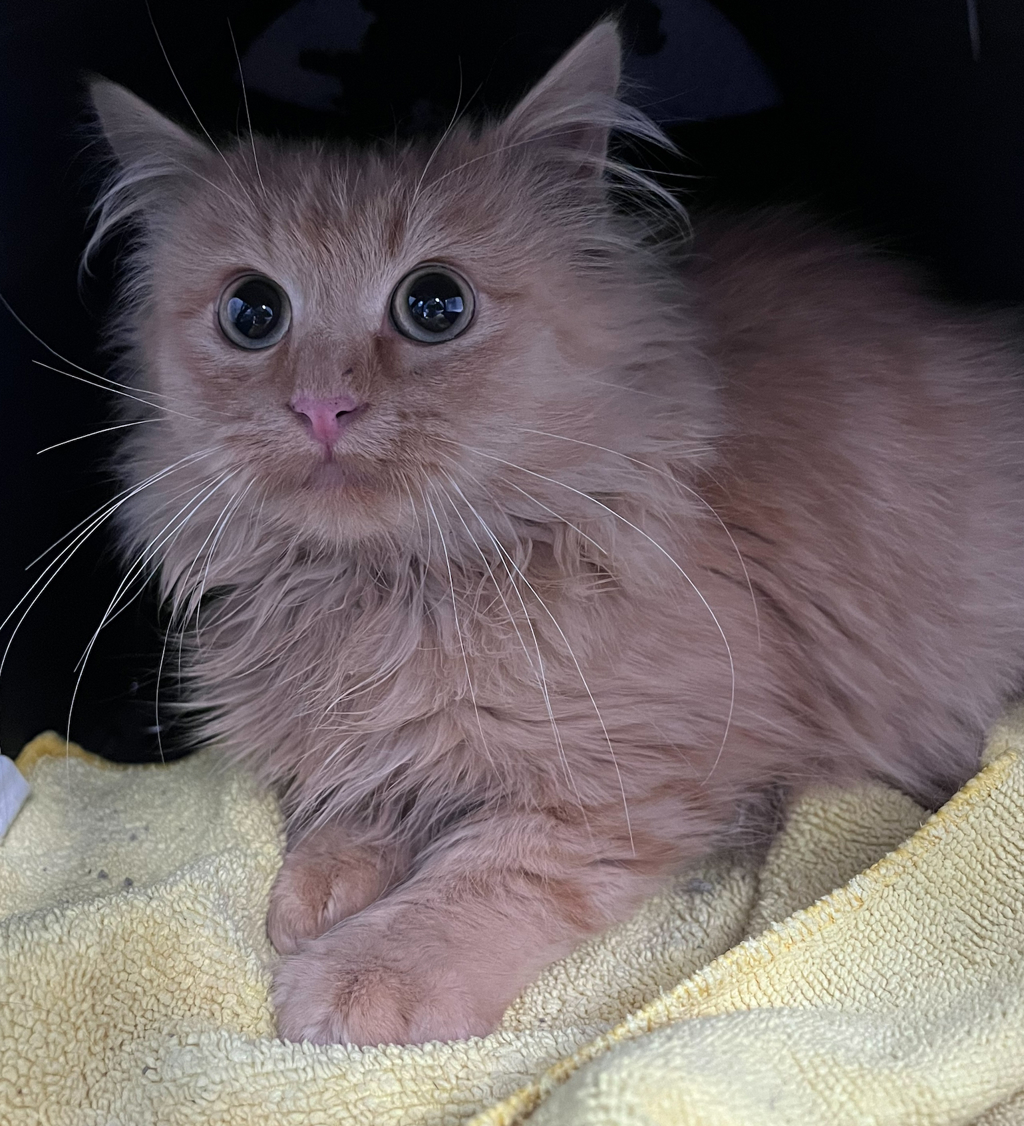 Shelter Stray Unknown Cat last seen Little Cub Creek Rd & caynon creek rd, Evergreen, CO, 80439, 580 McIntyre St, Golden, CO 80401, USA