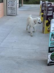 Found/Stray Female Dog last seen Barker cypress and little York, Houston, TX 77084