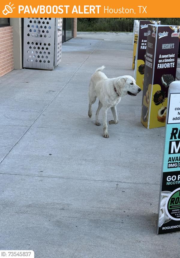Found/Stray Female Dog last seen Barker cypress and little York, Houston, TX 77084