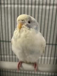 Shelter Stray Male Bird last seen Near N Orange Street, SALT LAKE CITY, UT, 84116, 511 W 3900 S, Salt Lake City, UT 84123, USA