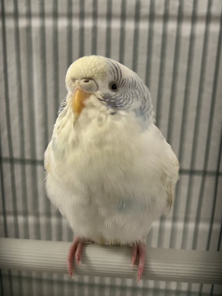 Shelter Stray Male Bird last seen Near N Orange Street, SALT LAKE CITY, UT, 84116, 511 W 3900 S, Salt Lake City, UT 84123, USA