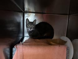 Shelter Stray Unknown Cat last seen Near E 102nd Street, NEW YORK, NY, 10029, 326 E 110th St, New York, NY 10029, USA