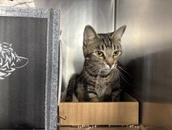 Shelter Stray Female Cat last seen Apt A43,1980 Unionport Road, BRONX, NY, 10462, 326 E 110th St, New York, NY 10029, USA
