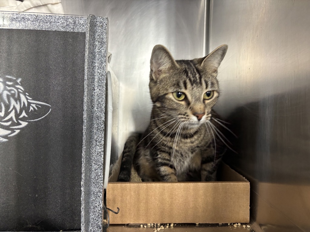 Shelter Stray Female Cat last seen Apt A43,1980 Unionport Road, BRONX, NY, 10462, 326 E 110th St, New York, NY 10029, USA