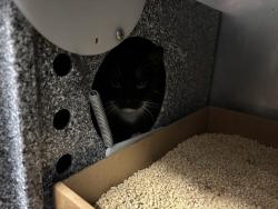 Shelter Stray Unknown Cat last seen Near Eastchester Road, BRONX, NY, 10461, 326 E 110th St, New York, NY 10029, USA