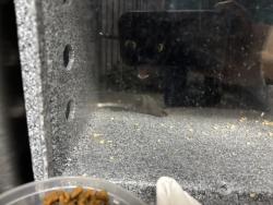 Shelter Stray Unknown Cat last seen Near Eastchester Road, BRONX, NY, 10461, 326 E 110th St, New York, NY 10029, USA
