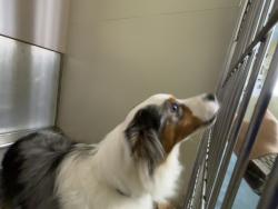 Shelter Stray Unknown Dog last seen 92-15 Northern Boulevard, JACKSON HEIGHTS, NY, 11372, 326 E 110th St, New York, NY 10029, USA