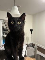 Reunited Male Cat last seen Coarsey Farms neighborhood, Nashville, TN 37115