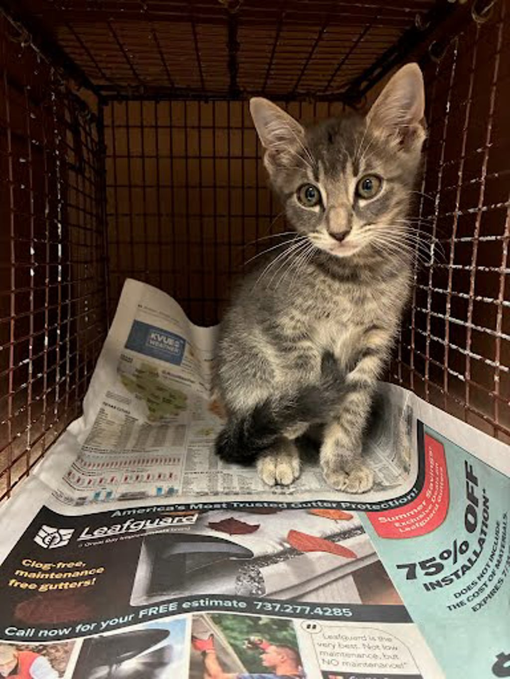 Shelter Stray Male Cat last seen Near Mary Street, DEL VALLE, TX, 78617, 7201 Levander Loop bldg a, Austin, TX 78702, USA