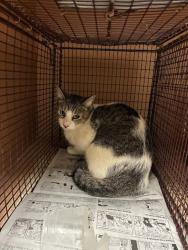 Shelter Stray Female Cat last seen Near Diwa Cove, DEL VALLE, TX, 78617, 7201 Levander Loop bldg a, Austin, TX 78702, USA