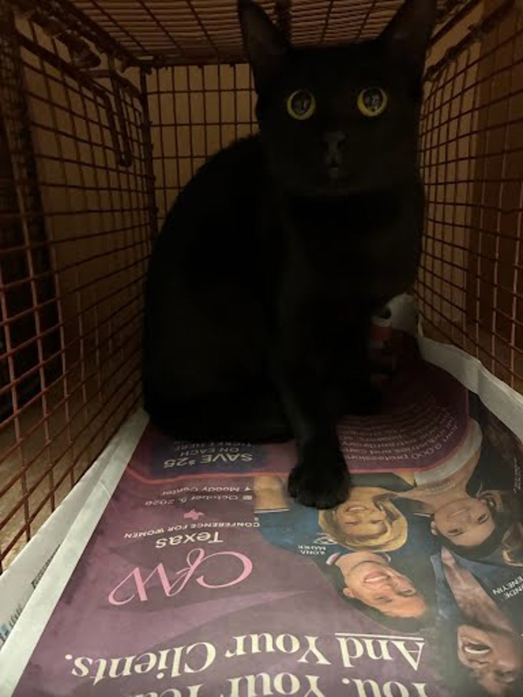 Shelter Stray Unknown Cat last seen Near Diwa Cove, DEL VALLE, TX, 78617, 7201 Levander Loop bldg a, Austin, TX 78702, USA