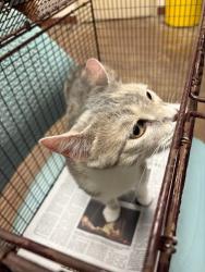 Shelter Stray Unknown Cat last seen Near Puerta Vallarta Lane, AUSTIN, TX, 78748, 7201 Levander Loop bldg a, Austin, TX 78702, USA