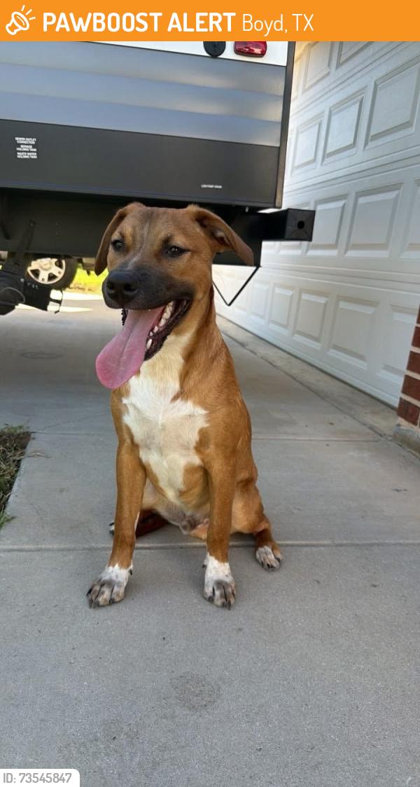 Found/Stray Male Dog last seen Boyd Community Center, Boyd, TX 76023