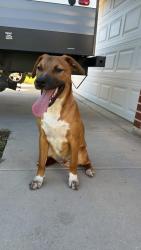 Found/Stray Male Dog last seen Boyd Community Center, Boyd, TX 76023