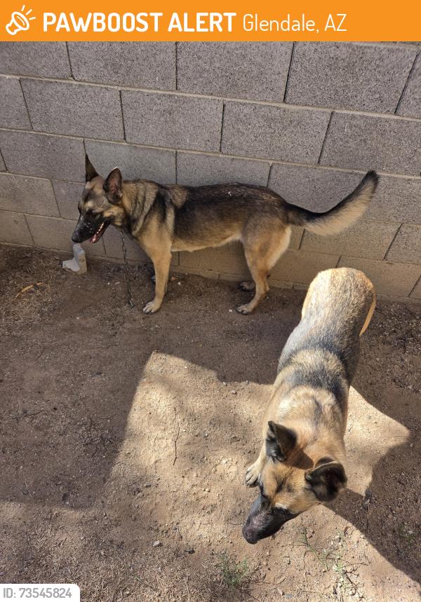 Found/Stray Female Dog last seen Missouri Ave/105th Ave, Glendale, AZ 85307