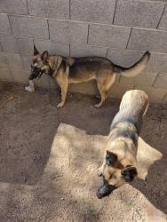Found/Stray Female Dog last seen Missouri Ave/105th Ave, Glendale, AZ 85307
