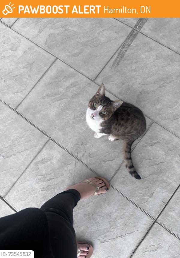 Found/Stray Unknown Cat last seen Near Avondale at Barton and Millen road, Hamilton, ON 