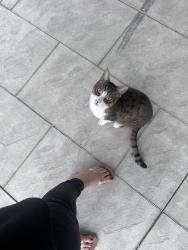 Found/Stray Unknown Cat last seen Near Avondale at Barton and Millen road, Hamilton, ON 