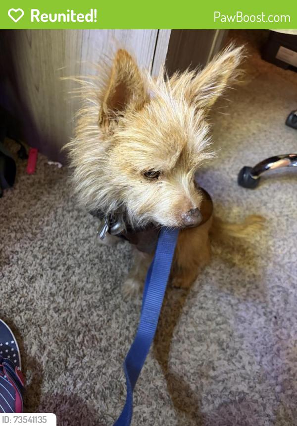 Reunited Male Dog last seen Serene st, North Weeki Wachee, FL 34613