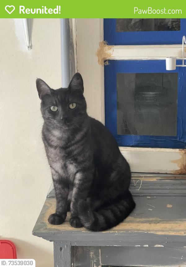 Reunited Male Cat last seen 67th Ave, Glendale, AZ 85302
