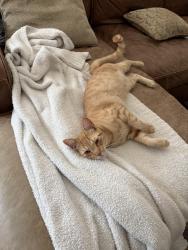 Reunited Male Cat last seen Lago lindo, Rancho Santa Fe, CA 92067