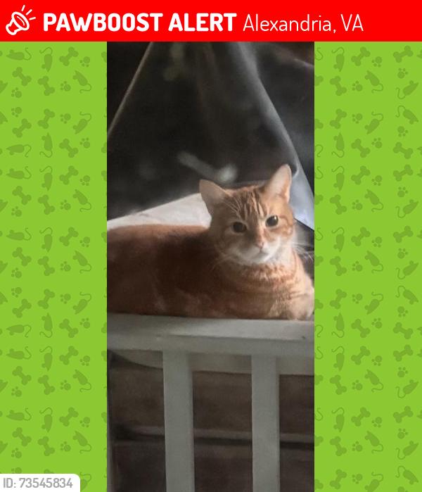 Lost Female Cat last seen Franklin St 22306, Alexandria, VA 22306