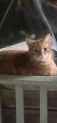 Lost Female Cat last seen Franklin St 22306, Alexandria, VA 22306