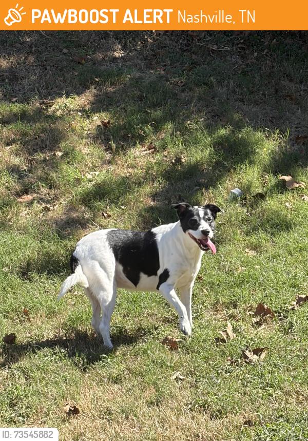 Found/Stray Female Dog last seen Ewingdale Drive, Nashville, TN 37207
