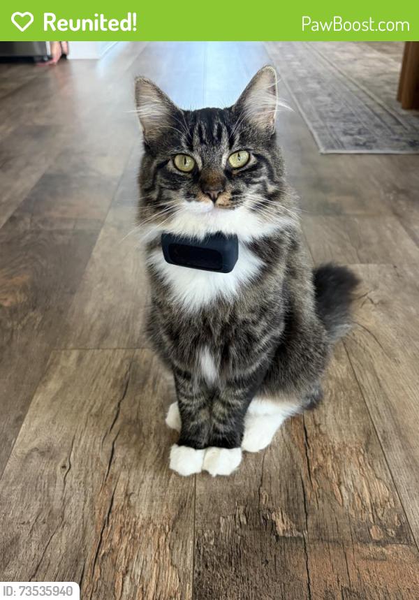 Reunited Female Cat last seen Arbor path, Rosemount, MN 55068
