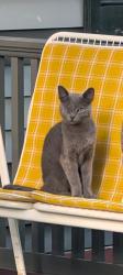 Lost Male Cat last seen Kahdena Road and Mendham Road, Morristown, NJ 07960