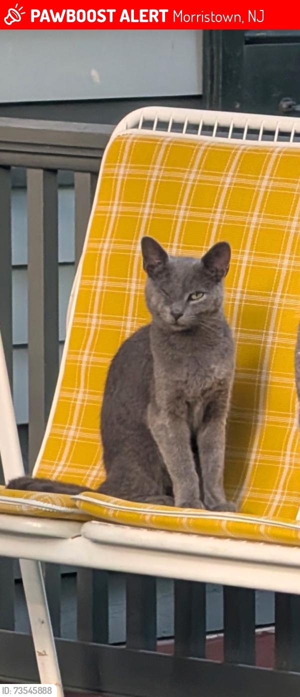 Lost Male Cat last seen Kahdena Road and Mendham Road, Morristown, NJ 07960