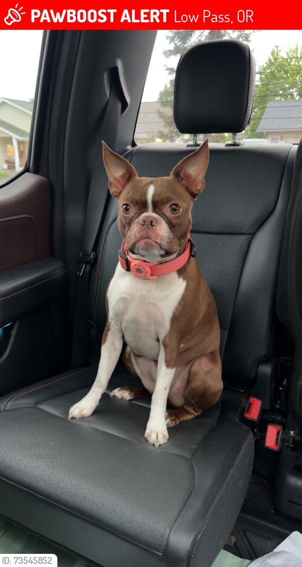 Lost Female Dog last seen Highway 36, Low Pass, OR 97419