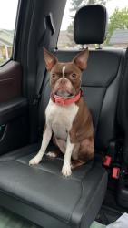 Lost Female Dog last seen Highway 36, Low Pass, OR 97419