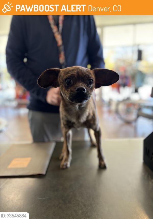 Found/Stray Male Dog last seen True Companions Dog Shelter, Denver, CO 80204