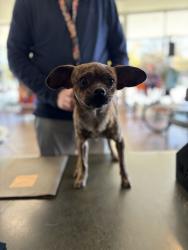 Found/Stray Male Dog last seen True Companions Dog Shelter, Denver, CO 80204